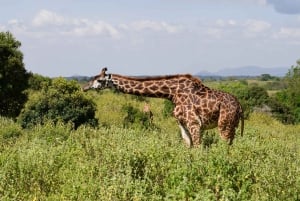 Arushan kansallispuisto kokopäiväsafari