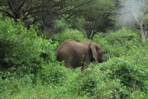 Arusha National Park Full-Day Safari