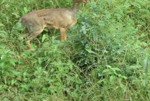 Arusha National Park Full-Day Safari