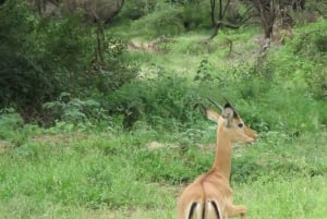 Arusha National Park Full-Day Safari