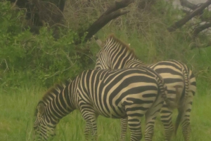 Arusha National Park Full-Day Safari