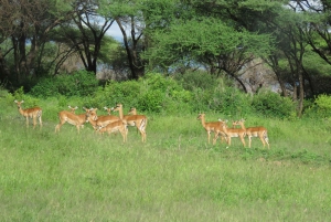 Arusha National Park Full-Day Safari