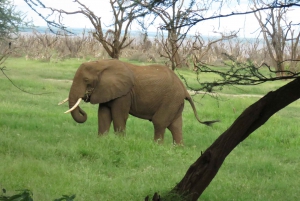Arusha National Park Full-Day Safari