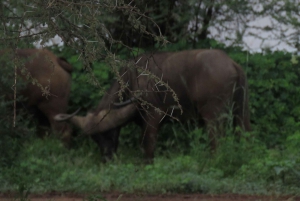 Arusha National Park Full-Day Safari