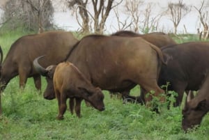 Arusha National Park Full-Day Safari