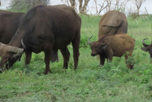 Arusha National Park Full-Day Safari