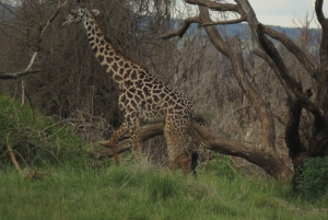 Arusha National Park Full-Day Safari
