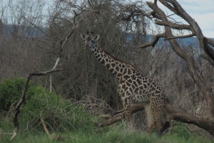 Arusha National Park Full-Day Safari