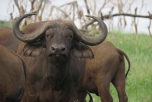 Arusha National Park Full-Day Safari