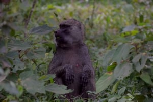アルーシャ国立公園 1 日サファリ