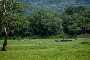 アルーシャ国立公園 1 日サファリ