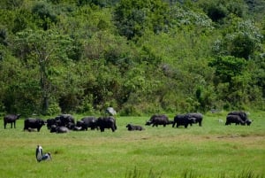 アルーシャ国立公園 1 日サファリ