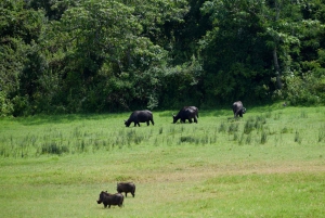 アルーシャ国立公園 1 日サファリ
