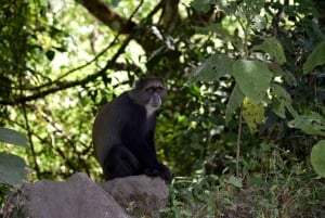アルーシャ国立公園 1 日サファリ