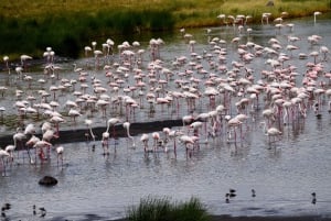 アルーシャ国立公園 1 日サファリ