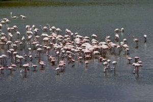 アルーシャ国立公園 1 日サファリ