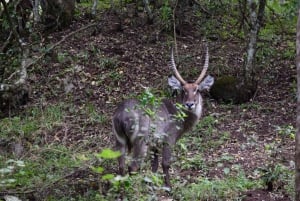 アルーシャ国立公園 1 日サファリ