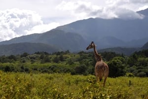 アルーシャ国立公園 1 日サファリ
