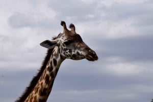 アルーシャ国立公園 1 日サファリ