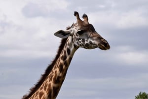 アルーシャ国立公園 1 日サファリ