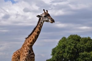アルーシャ国立公園 1 日サファリ