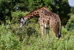 アルーシャ国立公園 1 日サファリ