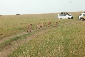 Arusha National Park: Private Jeep Tour