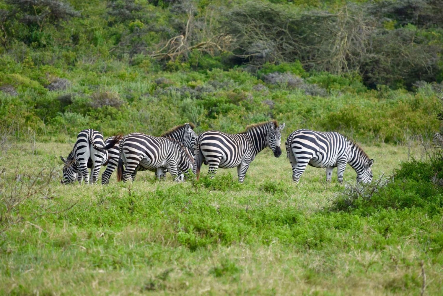 Arusha Nationaal Park: Wandelsafari en wildrit