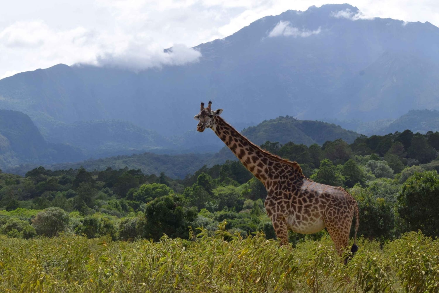 Arusha Nationaal Park: Wandelsafari en wildrit