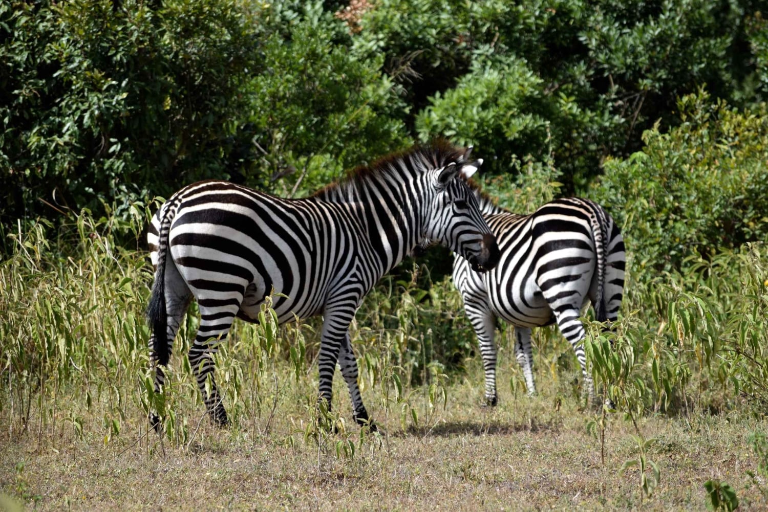 Arusha Nationaal Park: Wandelsafari en wildrit