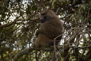 Park Narodowy Arusha: Piesze safari i Game Drive