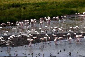 Park Narodowy Arusha: Piesze safari i Game Drive