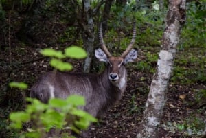 Park Narodowy Arusha: Piesze safari i Game Drive