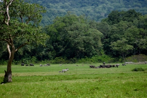 Park Narodowy Arusha: Piesze safari i Game Drive