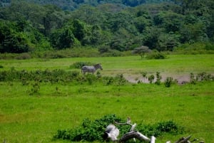 Park Narodowy Arusha: Piesze safari i Game Drive