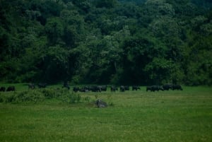 Park Narodowy Arusha: Piesze safari i Game Drive