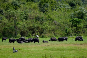 Park Narodowy Arusha: Piesze safari i Game Drive