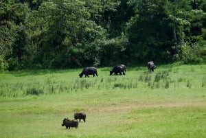 Park Narodowy Arusha: Piesze safari i Game Drive