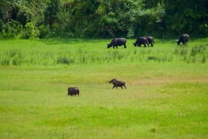Park Narodowy Arusha: Piesze safari i Game Drive
