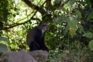 Park Narodowy Arusha: Piesze safari i Game Drive