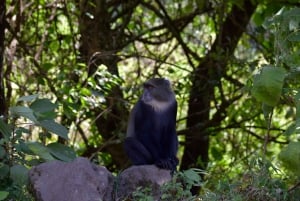 Park Narodowy Arusha: Piesze safari i Game Drive