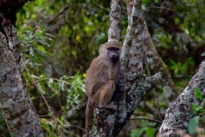 Park Narodowy Arusha: Piesze safari i Game Drive