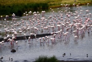 Park Narodowy Arusha: Piesze safari i Game Drive