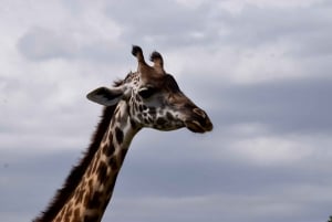 Park Narodowy Arusha: Piesze safari i Game Drive