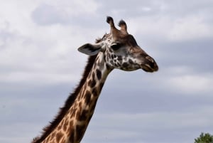 Park Narodowy Arusha: Piesze safari i Game Drive