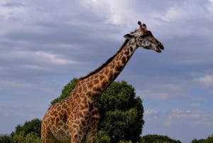 Park Narodowy Arusha: Piesze safari i Game Drive