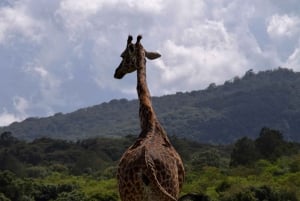 Park Narodowy Arusha: Piesze safari i Game Drive