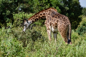 Park Narodowy Arusha: Piesze safari i Game Drive
