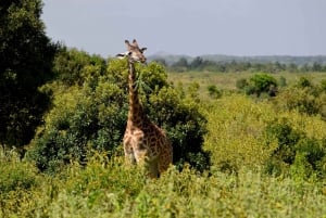 Park Narodowy Arusha: Piesze safari i Game Drive
