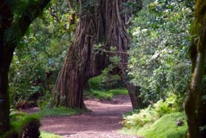 Park Narodowy Arusha: Piesze safari i Game Drive